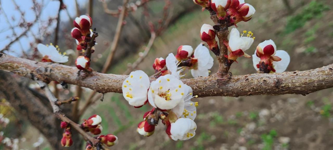 "Budur" Guest House Gandzakar Esterno foto